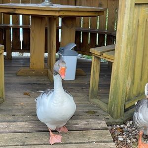 Meet your Posher, Ella